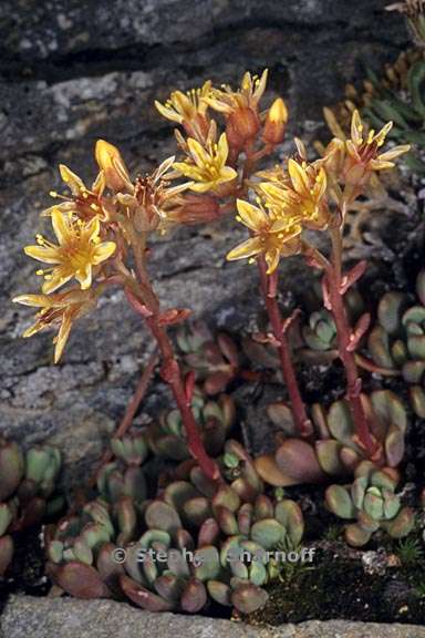 sedum obtusatum ssp obtusatum 2 graphic